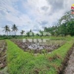 SEWA TANAH SAWAH PRODUKTIF DI REJOSARI BANYUWANGI IRIGASI AKTIF SHM