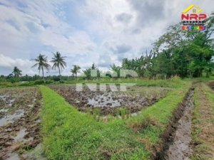SEWA TANAH SAWAH PRODUKTIF DI REJOSARI BANYUWANGI IRIGASI AKTIF SHM