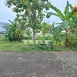 Dijual Tanah Siap Bangun dekat Jl. Lingkar Ketapang – Banyuwangi