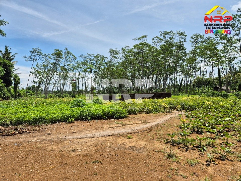 Harga Tanah per Meter di Banyuwangi Kota