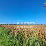 Tanah Sawah Luas di Wongsorejo Banyuwangi Dijual, Akses Aspal dan View Gunung Jadi Daya Tarik
