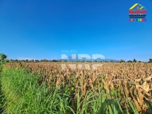 Tanah Sawah Luas di Wongsorejo Banyuwangi Dijual, Akses Aspal dan View Gunung Jadi Daya Tarik