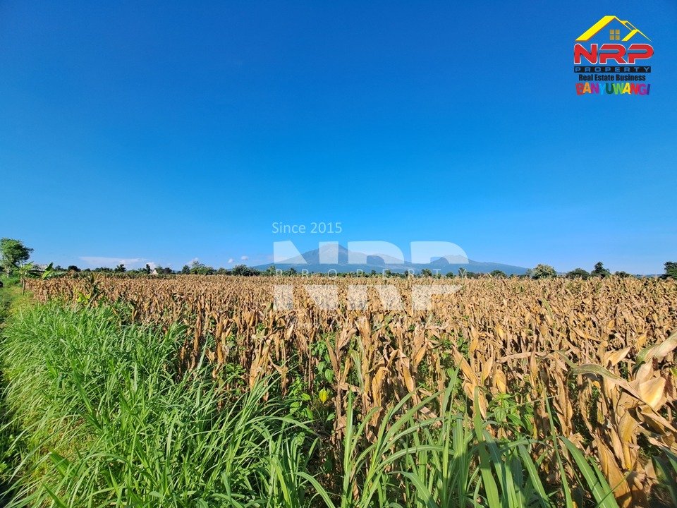 Tanah Sawah Luas di Wongsorejo Banyuwangi Dijual, Akses Aspal dan View Gunung Jadi Daya Tarik