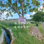 Tanah Sawah Luas di Sobo Banyuwangi Ditawarkan, Berada di Tepi Jalan Strategis
