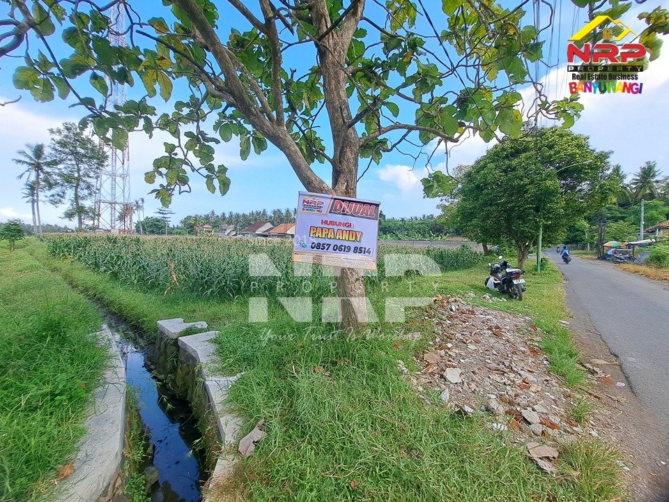 Tanah Sawah Luas di Sobo Banyuwangi Ditawarkan, Berada di Tepi Jalan Strategis