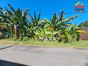 Dijual Tanah Strategis SHM 400 m² di Tamanbaru Banyuwangi, Cocok untuk Kos, Homestay, dan Usaha
