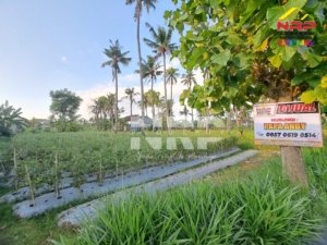 Tanah Kebun Produktif di Ketapang Banyuwangi Dijual, Lokasi Strategis Dekat Kawasan Industri dan Jalan Lingkar