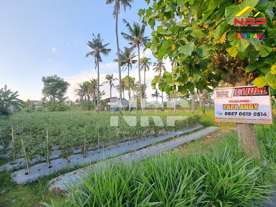 Tanah Kebun Produktif di Ketapang Banyuwangi Dijual, Lokasi Strategis Dekat Kawasan Industri dan Jalan Lingkar