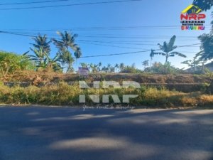 Dijual Tanah Kering 1.195 M² di Jl. Tambong Kabat Banyuwangi, Cocok untuk Investasi